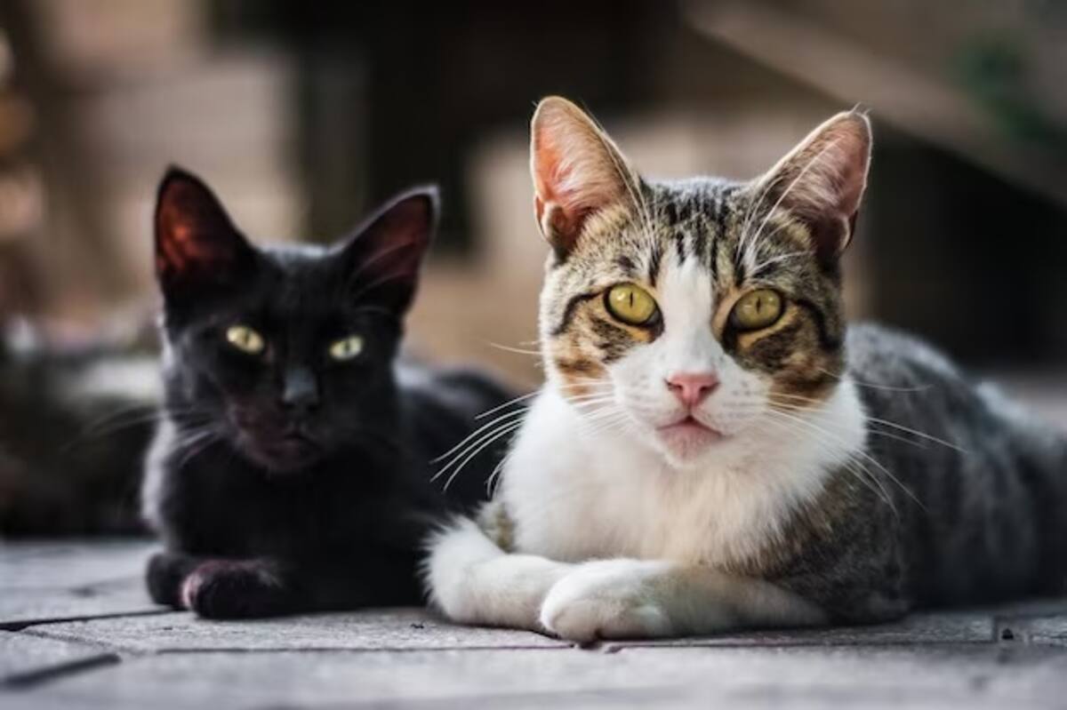 Los gatos continúan sorprendiéndonos con sus curiosos comportamientos.