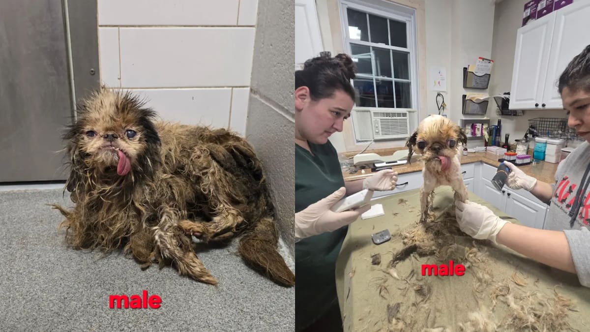 Tras años de encierro, rescatan a 115 perros de una “casa de horrores” en Brooklyn; ahora comienzan su recuperación. FOTO: Karen Lecain / CARE Dutchess County / NYP