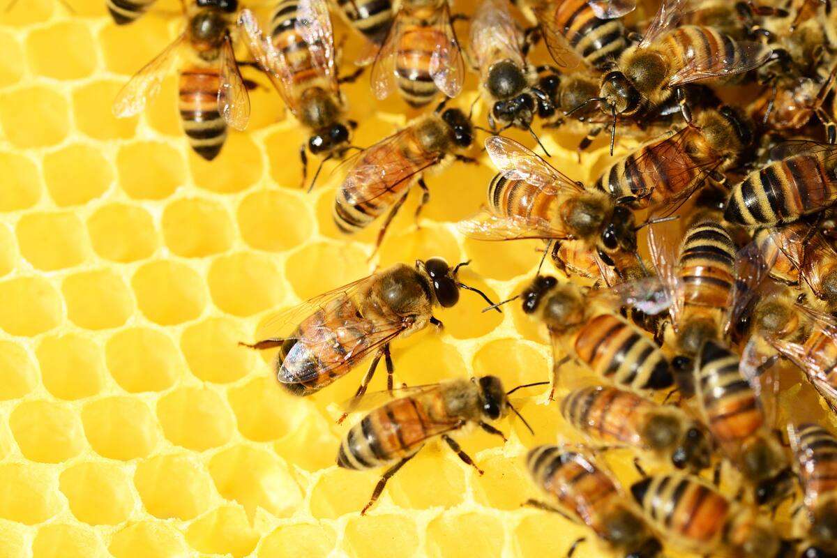 Encuentra en su sala más de 100 mil abejas