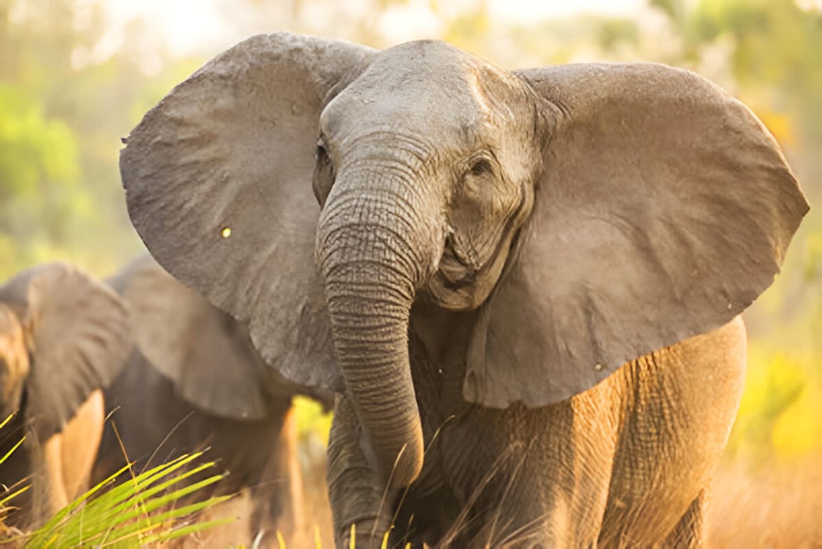 Otro testigo, Kakwele Sinyina, subrayó el peligro latente: “Si el elefante no los alcanzaba, hay muchos cocodrilos y grandes hipopótamos que podrían haberlos matado, así que alguien los estaba cuidando”.