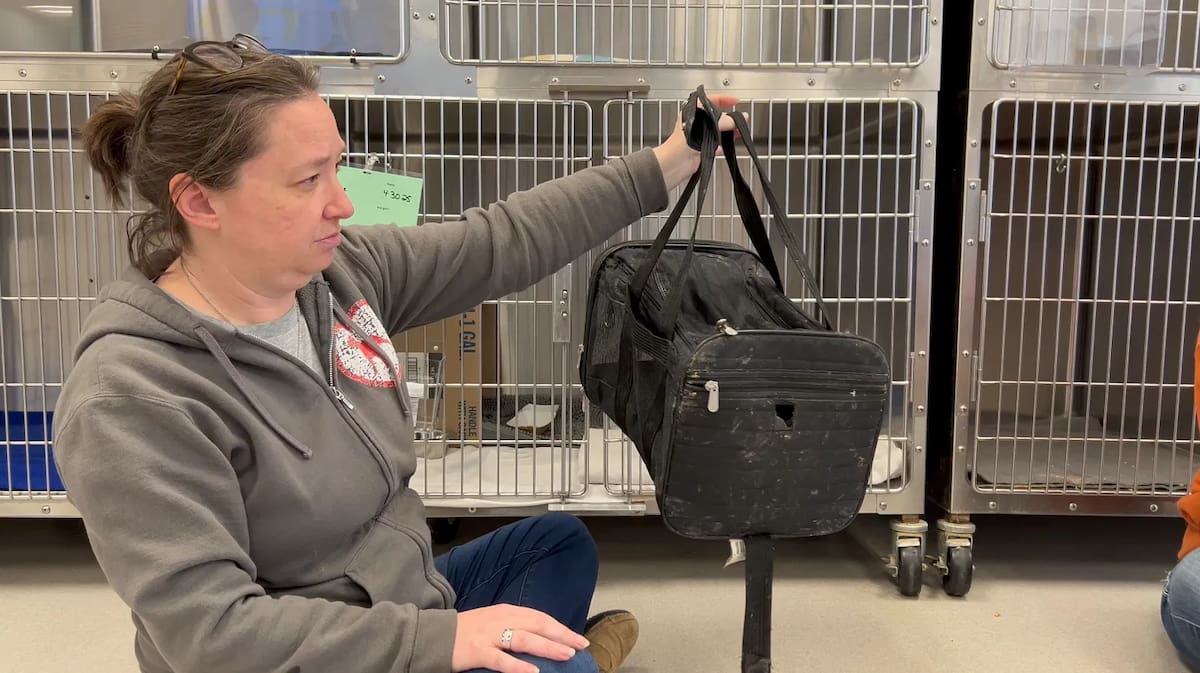 Mirage fue encontrada dentro de un transportador en mal estado, pero con vida. Foto: Best Friends Animal Society