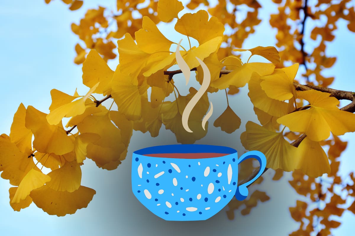 El ginkgo biloba: ¿cuáles son los beneficios de tomarlo en té?