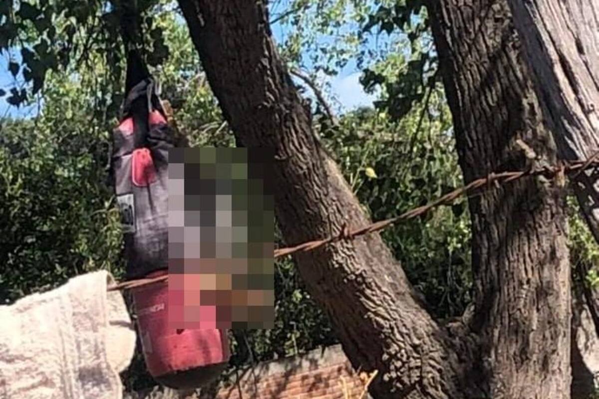 Maltrato animal en Sonora: Fue detenido hombre que agredió a perro en Álamos