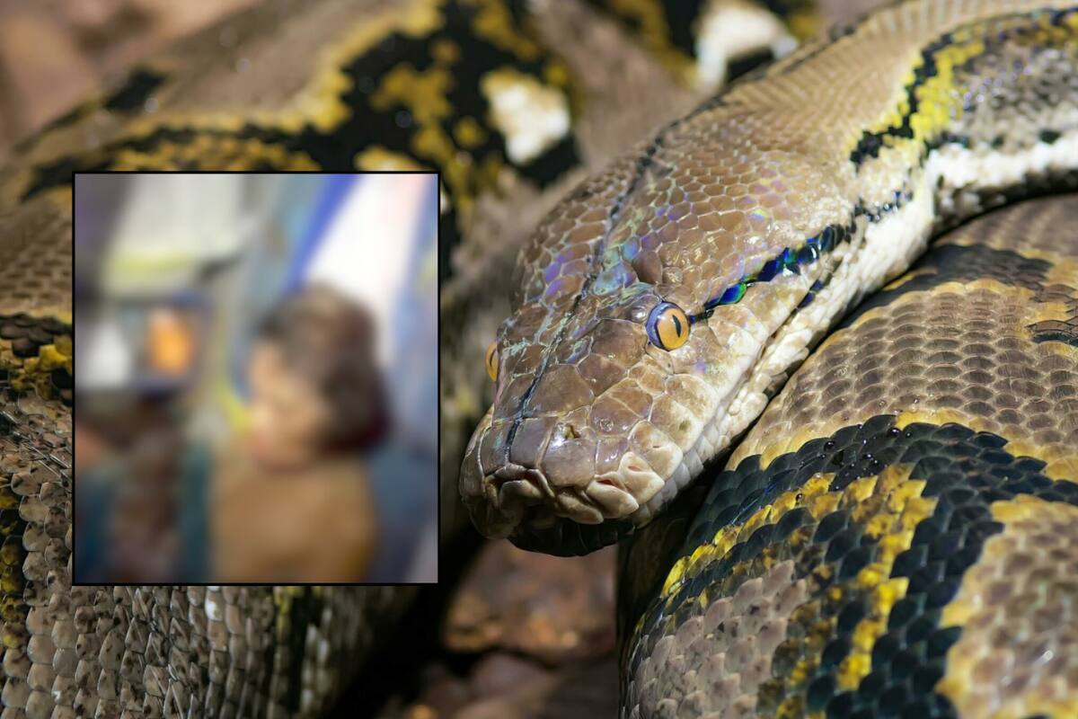 Mujer fue mordida y estrangulada por una pitón mientras lavaba los platos