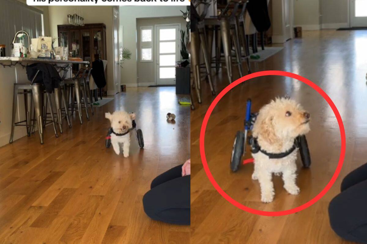 “Le devolvió su personalidad”: Mujer adapta silla de ruedas para su perro paralítico