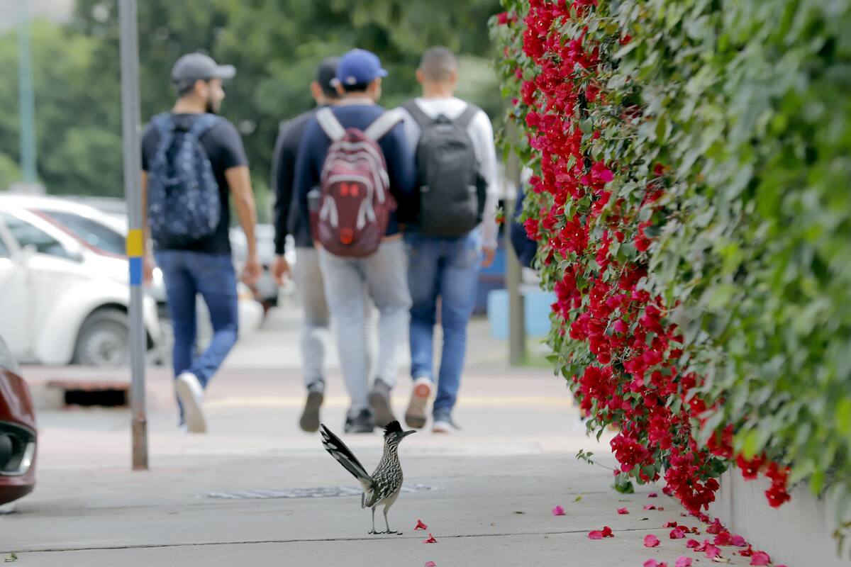 Maestros sindicalizados de Unison apoyarán a estudiantes de escasos recursos ante Covid-19