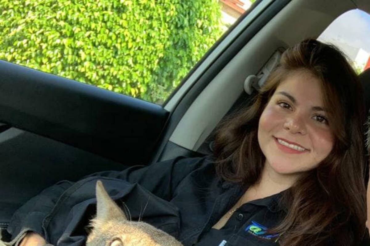 Joven creyó que rescató a un perro pero ¡era un coyote!