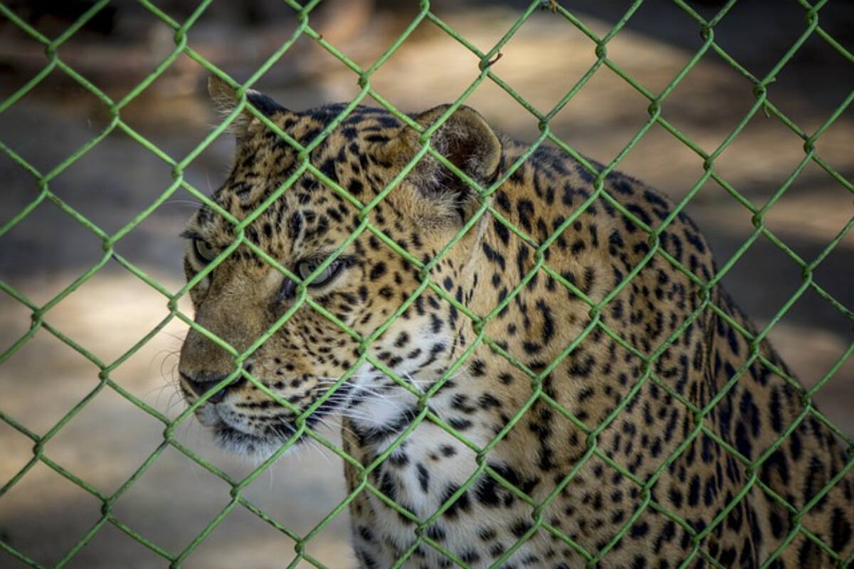Exedil prófugo de San Luis Potosí deja abandonado un leopardo en rancho de su propiedad