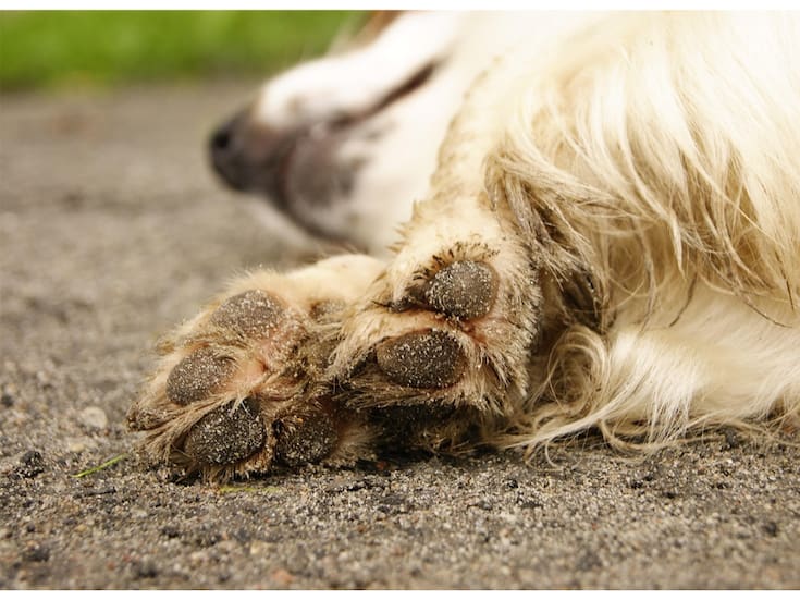 Fallece perro tras presunto año de maltrato; asociación interpondrá denuncia ante la Fiscalía