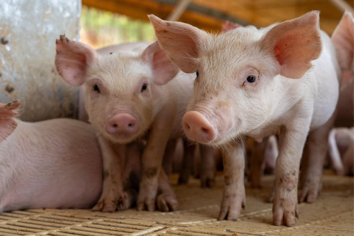 Cierre de fronteras por peste porcina no afectará precios de cerdo en México, afirma Opormex