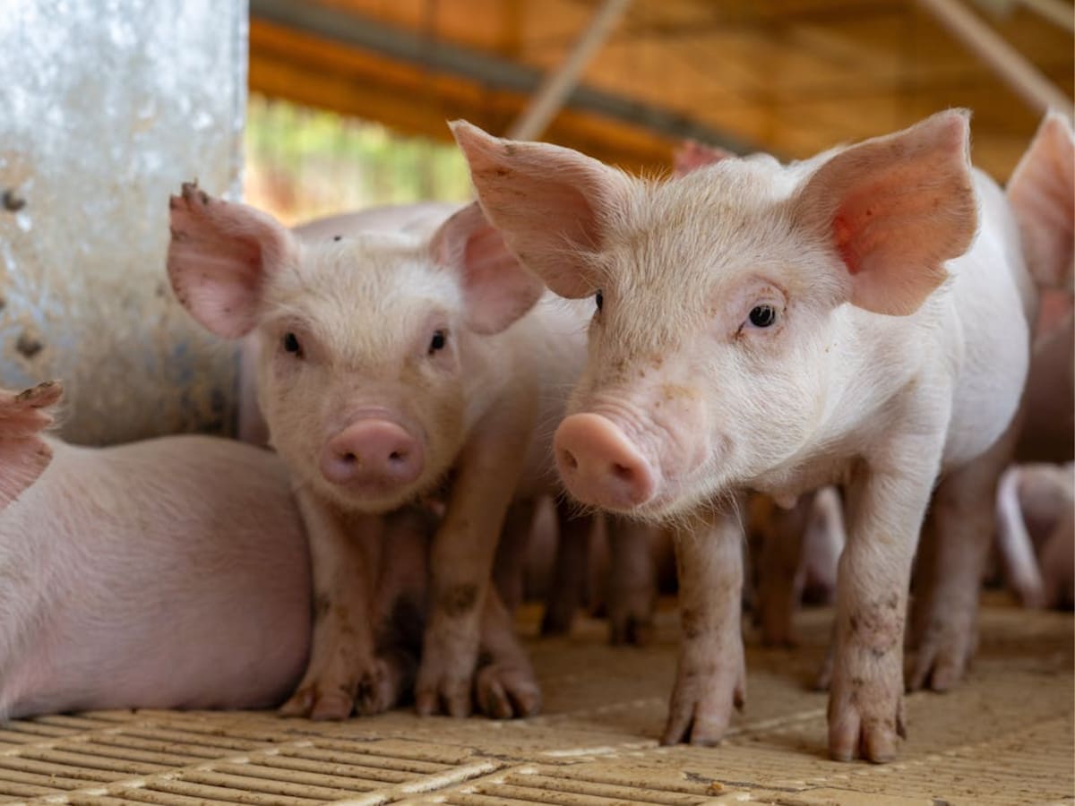 Foto de Giulia Botan: https://www.pexels.com/es-es/foto/primer-plano-de-lechones-en-un-corral-de-granja-29738142/
