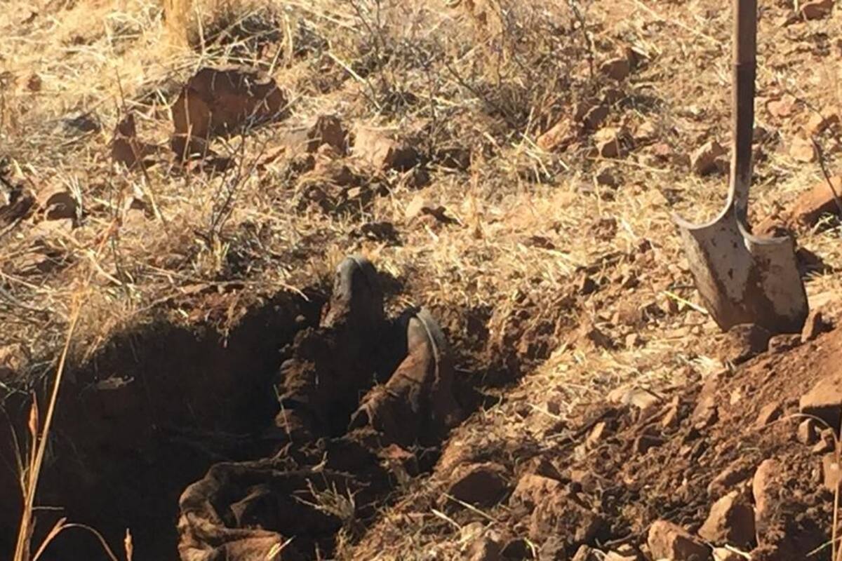 Hallan tres cuerpos en fosas clandestinas ubicadas en Cuerámaro