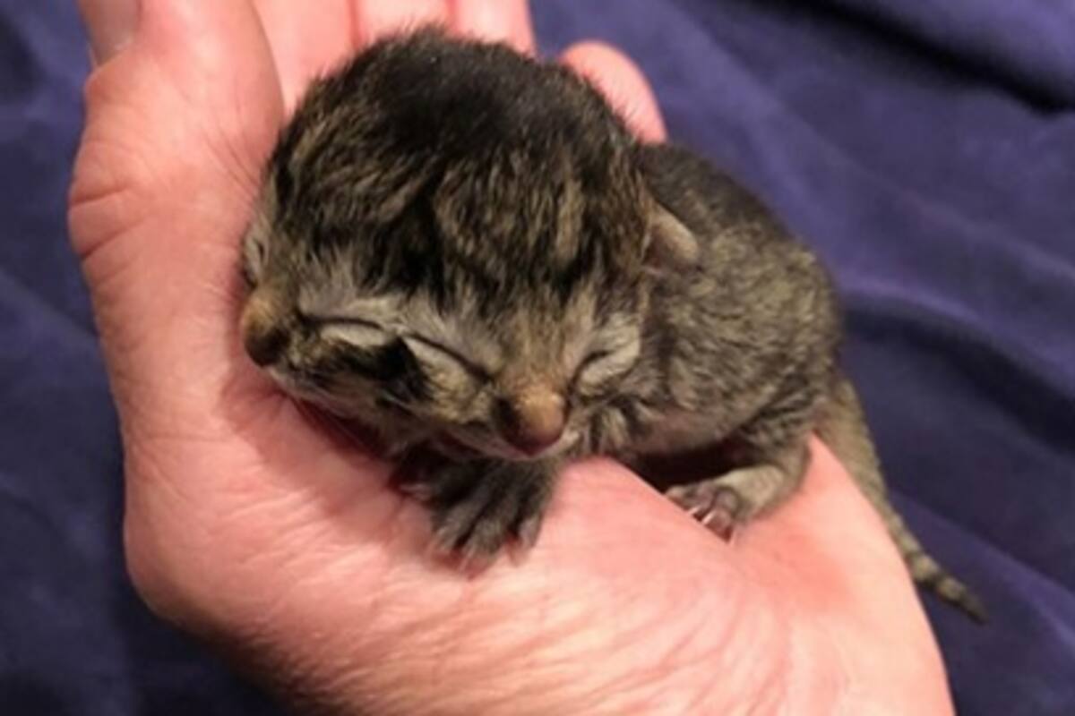 Nace gatito con dos caras y 'roba suspiros' en redes sociales