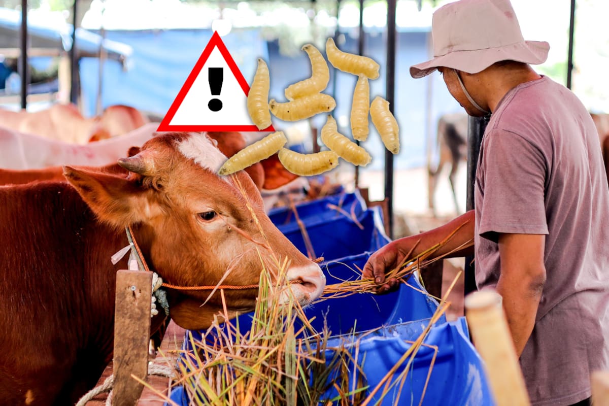 Detectan cinco casos de gusano barrenador en Guanajuato; autoridades mantienen alerta sanitaria