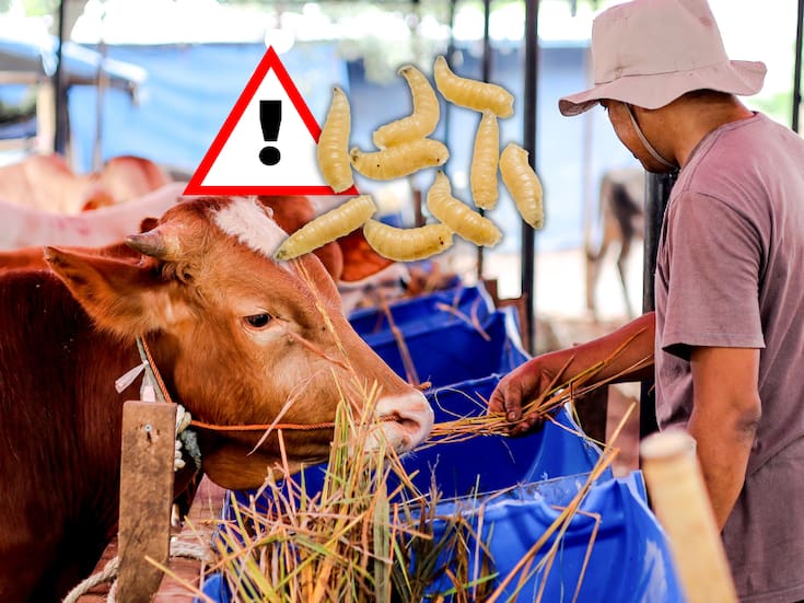 Detectan cinco casos de gusano barrenador en Guanajuato; autoridades mantienen alerta sanitaria