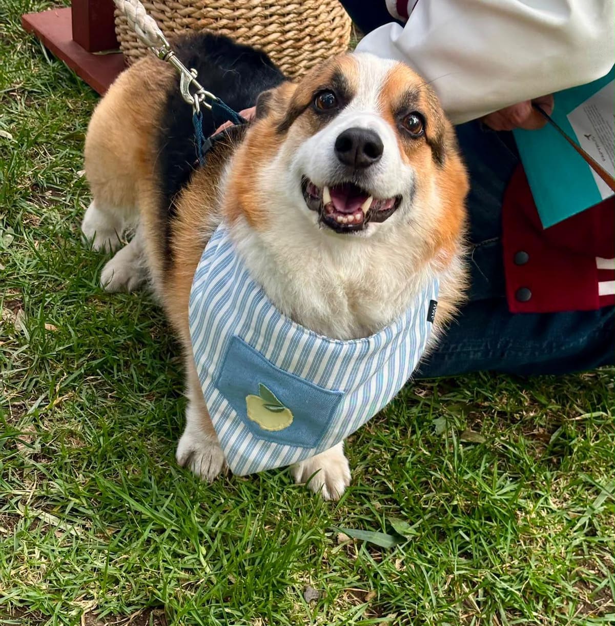 El Festival Perruno ofrecerá este domingo vacunación antirrábica, desparasitación, colocación de microchips y una jornada de adopción para perros rescatados. Foto: Khennia Reyes.