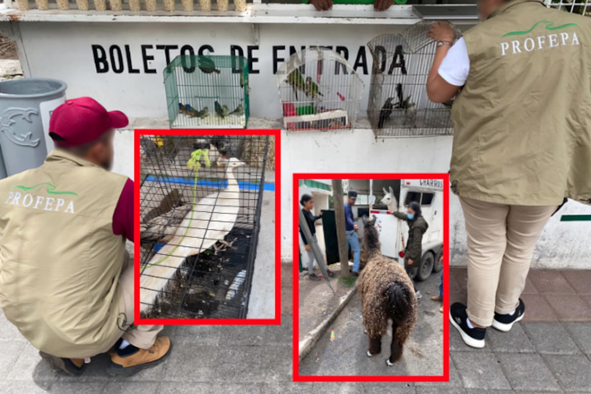 Hallan cocodrilos, avestruces y aves protegidas en feria y mercado de Michoacán