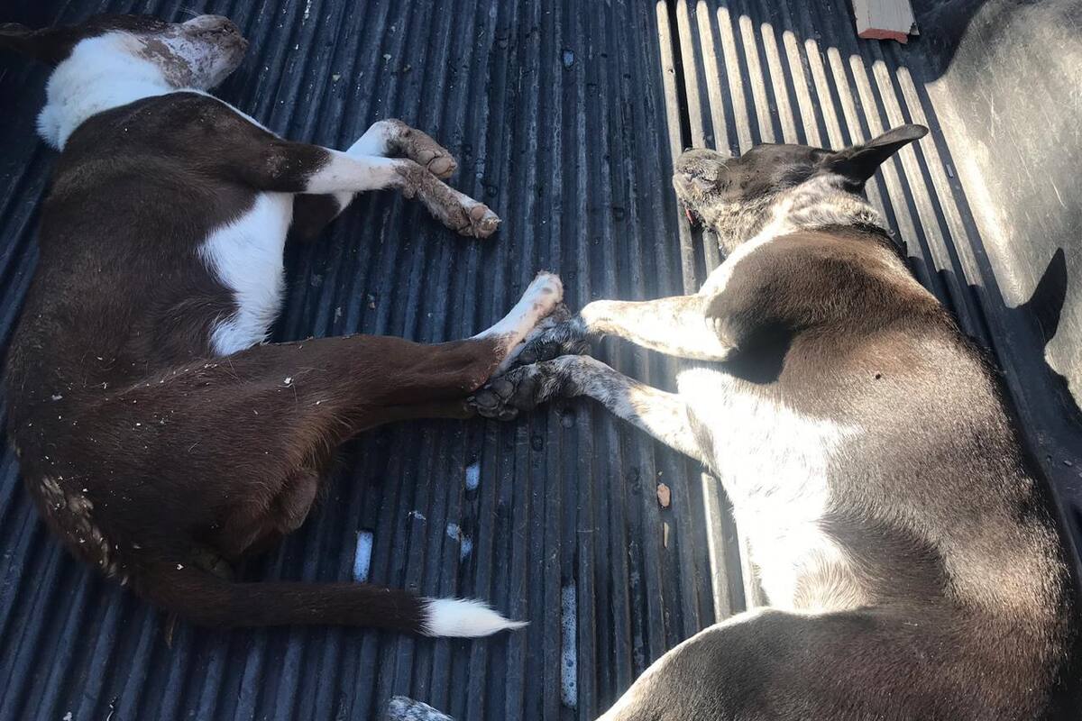 'Cookie' y 'Chaparro', dos alegres mascotas mueren envenenadas