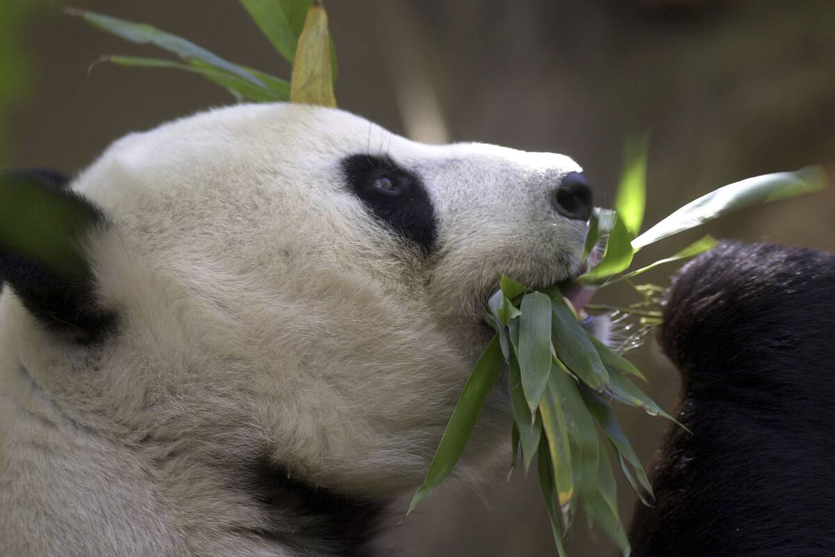 China planea enviar pandas al zoológico de San Diego y retomar su diplomacia de conservación