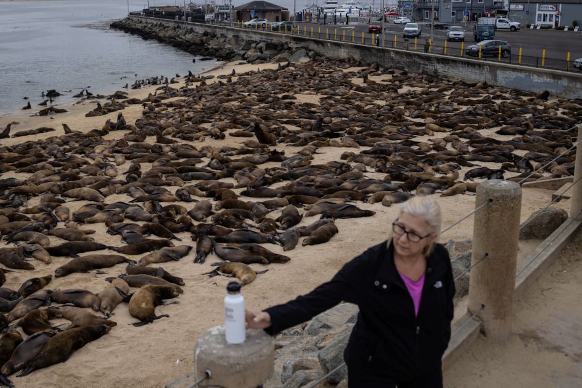 Chile evalúa permitir la caza selectiva del lobo marino tras años de conflictos con pescadores del sur, una medida que enfrenta a quienes reportan pérdidas económicas con científicos que advierten riesgos para el ecosistema