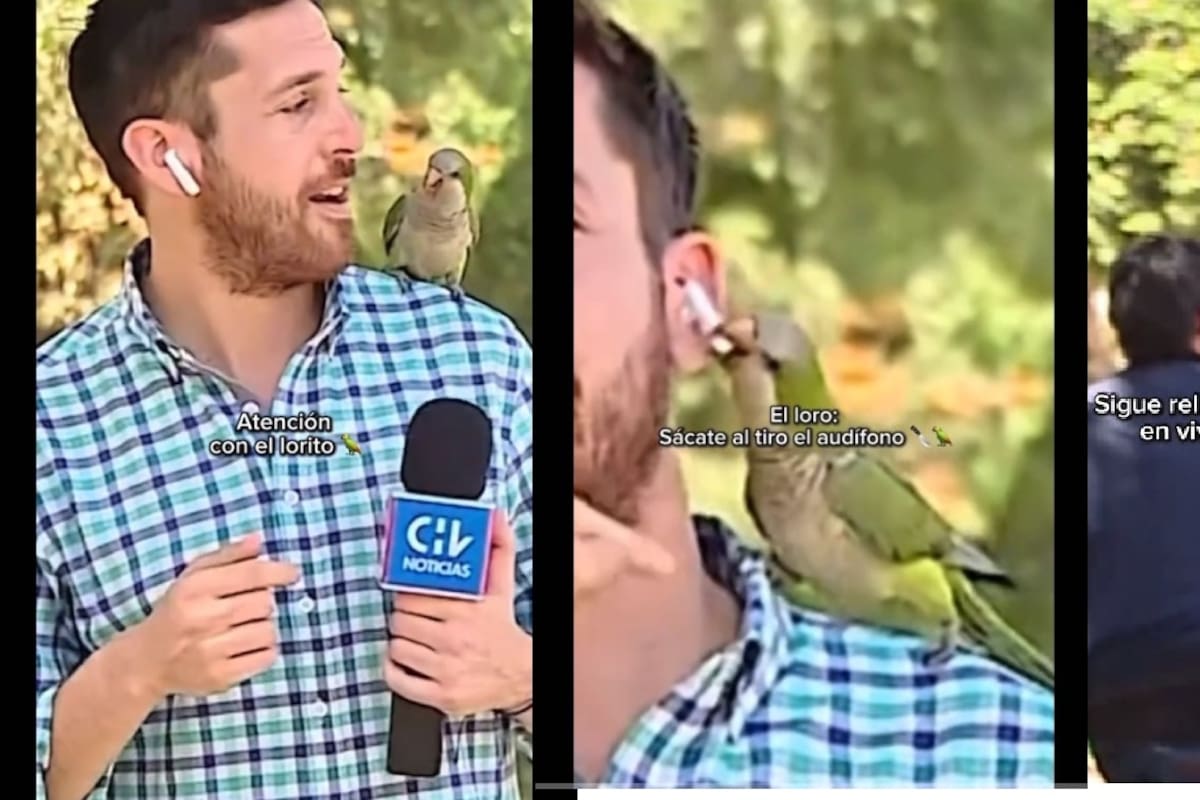 ¡Lo más divertido del día! Loro roba audífono a un reportero en vivo