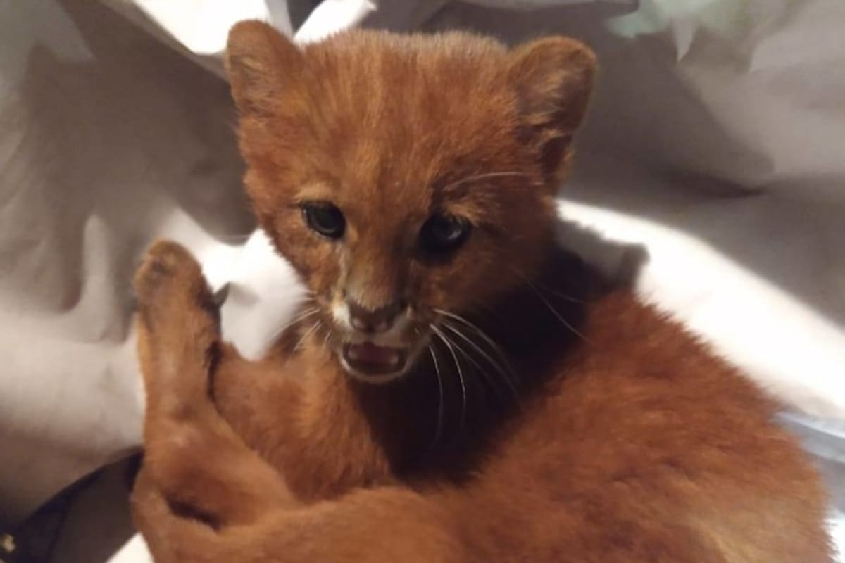 Joven rescata y cría a lo que creía era un gato, en realidad era un depredador salvaje