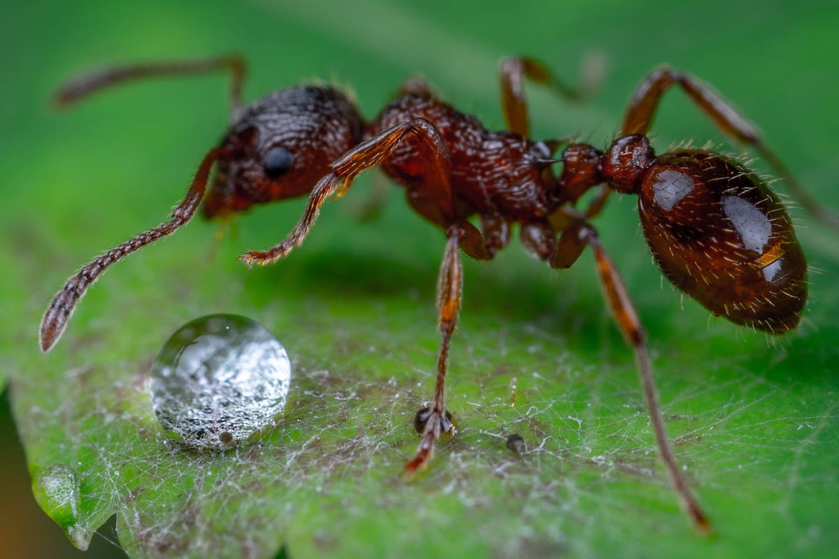 Soluciones caseras para hormigueros en patios y jardines