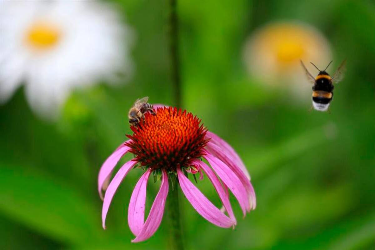 Sin insectos no hay vida, son esenciales para nuestra calidad de vida: Expertos