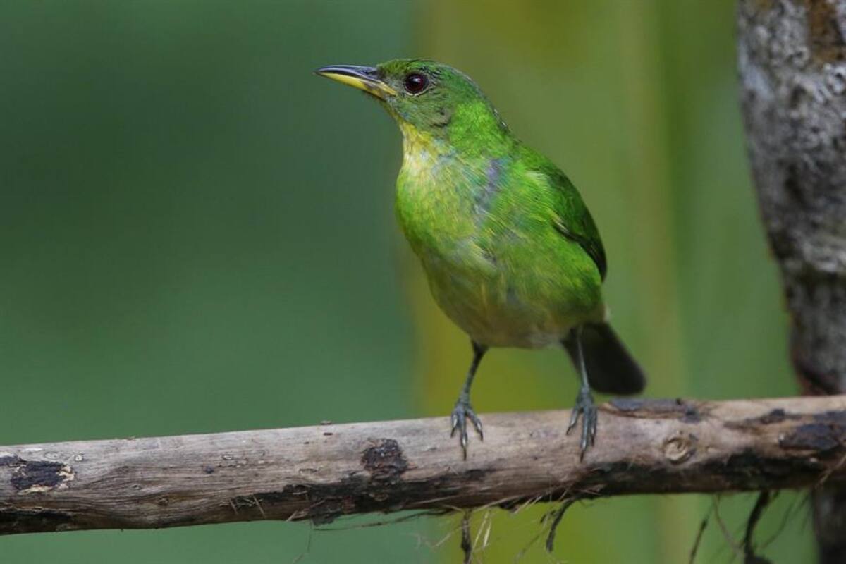 La pandemia dificulta alimentación de las aves del "paraíso de los colibríes"