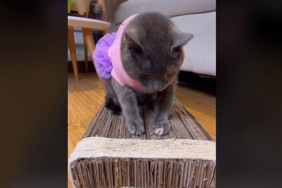 Tiktoker te dice cómo hacer un rascador para gatos casero