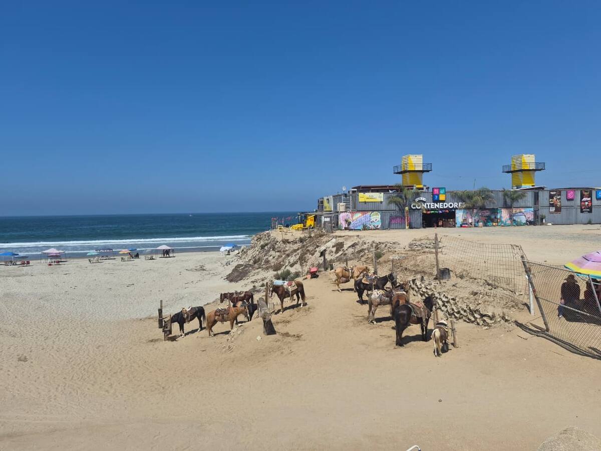 Autoridades estatales y municipales continúan las investigaciones para esclarecer la muerte de una yegua en Playa Hermosa, además del rescate de dos caballos en condiciones críticas.
Fotos: Cortesía.