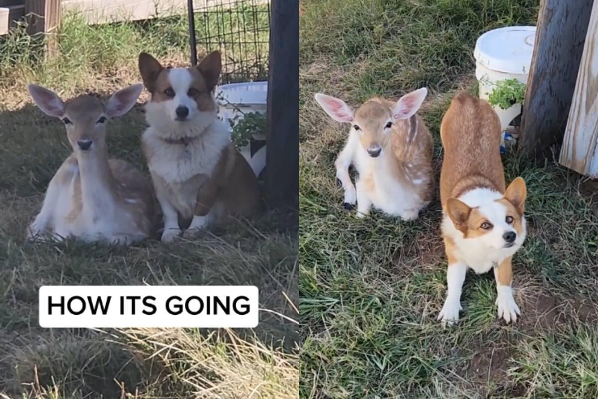 La amistad inesperada entre un perro y un ciervo se vuelve viral en redes sociales (VIDEO)