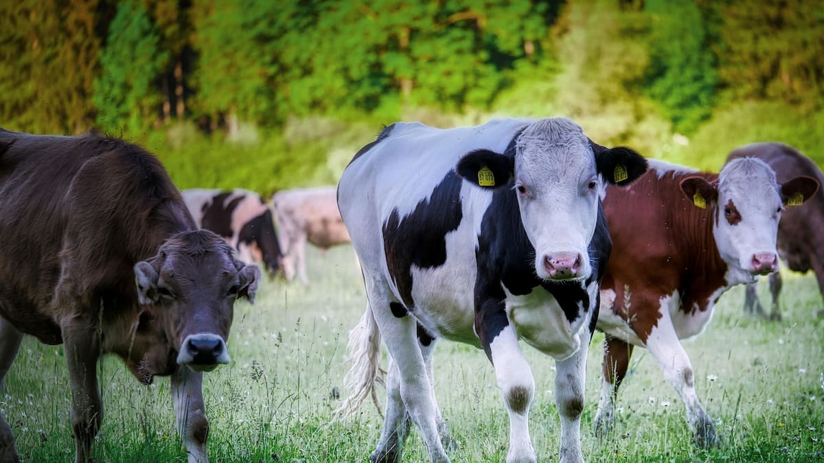 SLRC crea su Dirección Municipal de Agricultura, Ganadería y Pesca