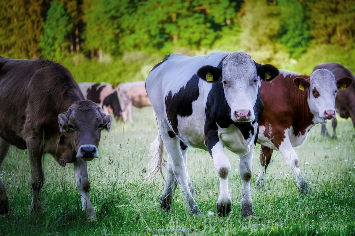 SLRC crea su Dirección Municipal de Agricultura, Ganadería y Pesca