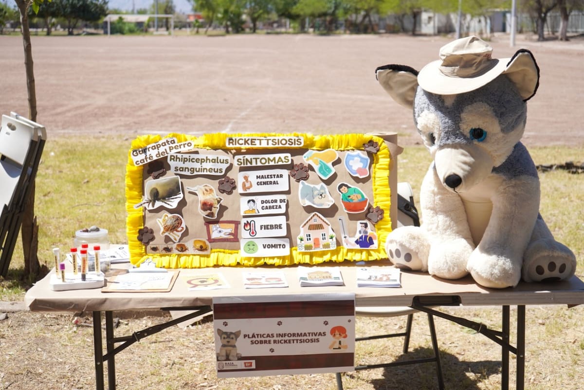 Baja California es la primera entidad en el país en colocar collares anti garrapata en los perros.