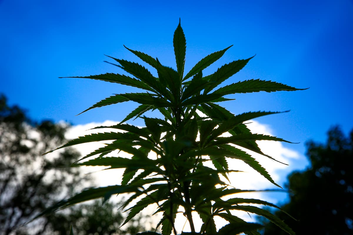 El consumo de marihuana provoca cambios inmediatos en el sistema nervioso central debido a la acción del THC, su principal compuesto psicoactivo. EFE/Carlos Ramírez