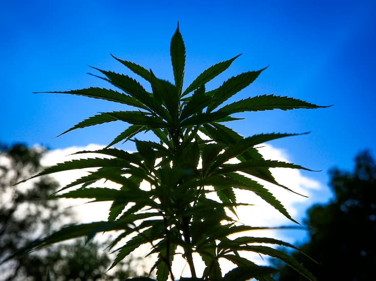 Estudio global cuestiona eficacia del cannabis medicinal en trastornos de salud mental