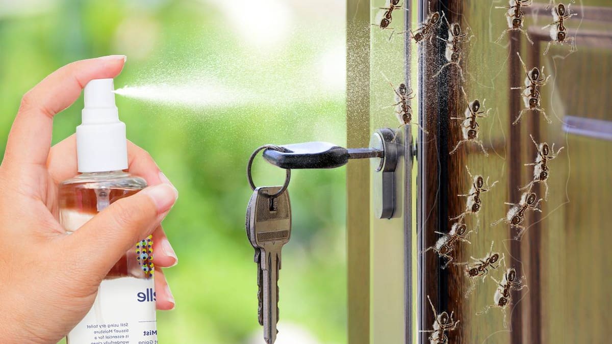 Aunque jardineros recomiendan ahuyentar a las hormigas con vinagre, la ciencia dice que no es infalible y en cambio señala otro remedio casero que tiene un mejor efecto