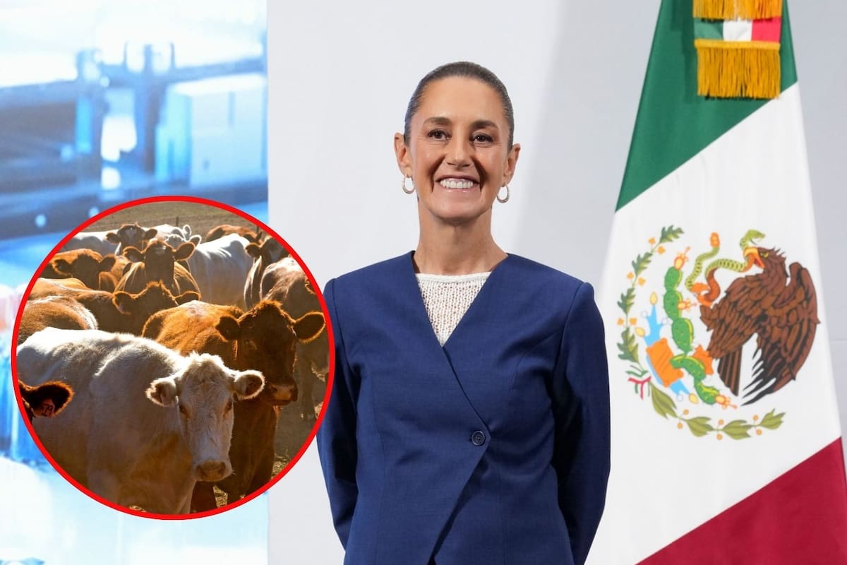 Misión de EEUU para revisar en México avances de control de plaga del gusano barrenador se espera para la próxima semana: Sheinbaum