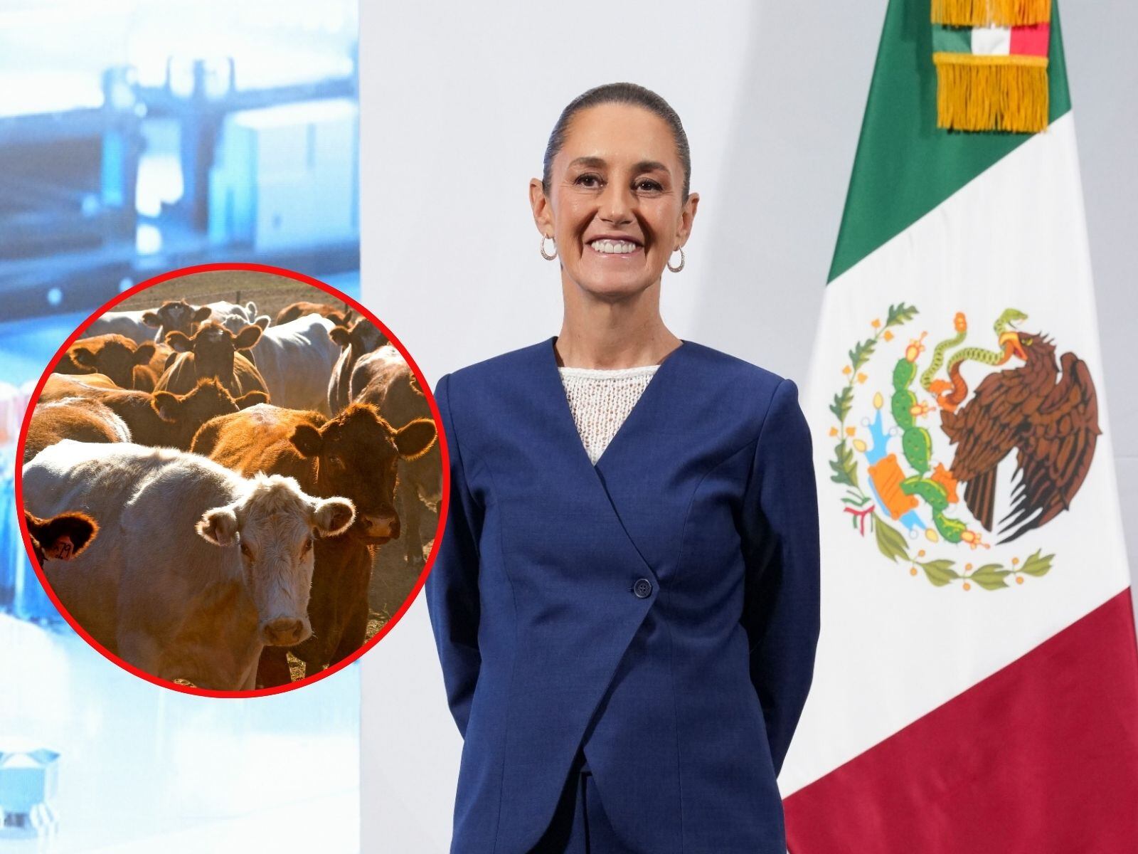 La mandataria insistió en que la decisión de Estados Unidos de cerrar la frontera por el caso de gusano barrenador en Veracruz es “exagerada totalmente”.