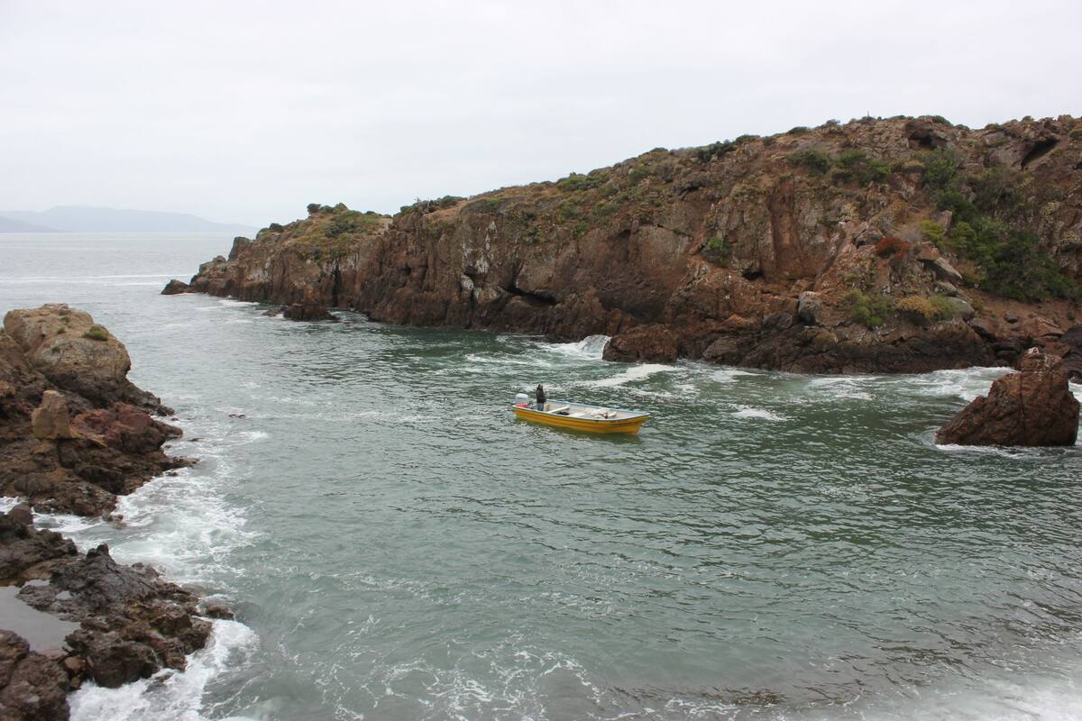 Alienta Gobierno de BC la pesca sustentable del erizo