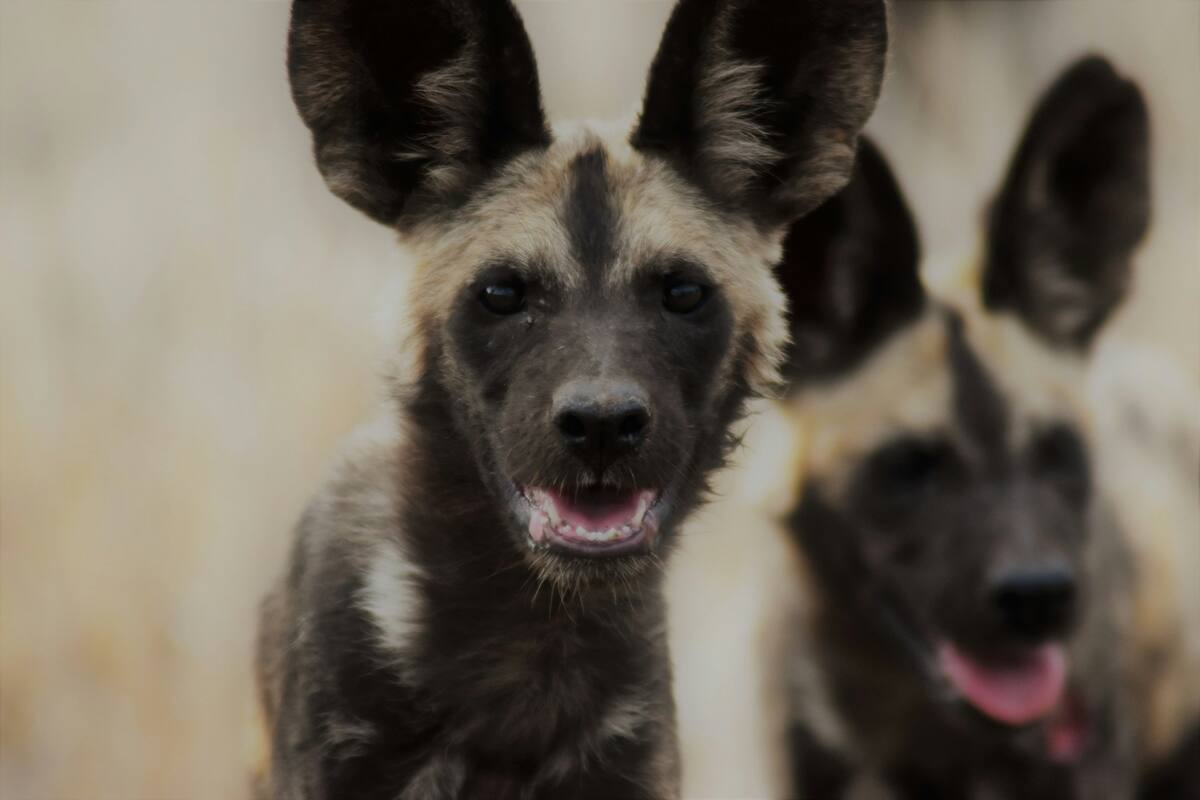 Los adorables "ojos de cachorro" no son exclusivos de los perros domésticos. Un nuevo estudio revela que también los perros salvajes africanos pueden hacer esas miradas irresistibles (Unsplash)