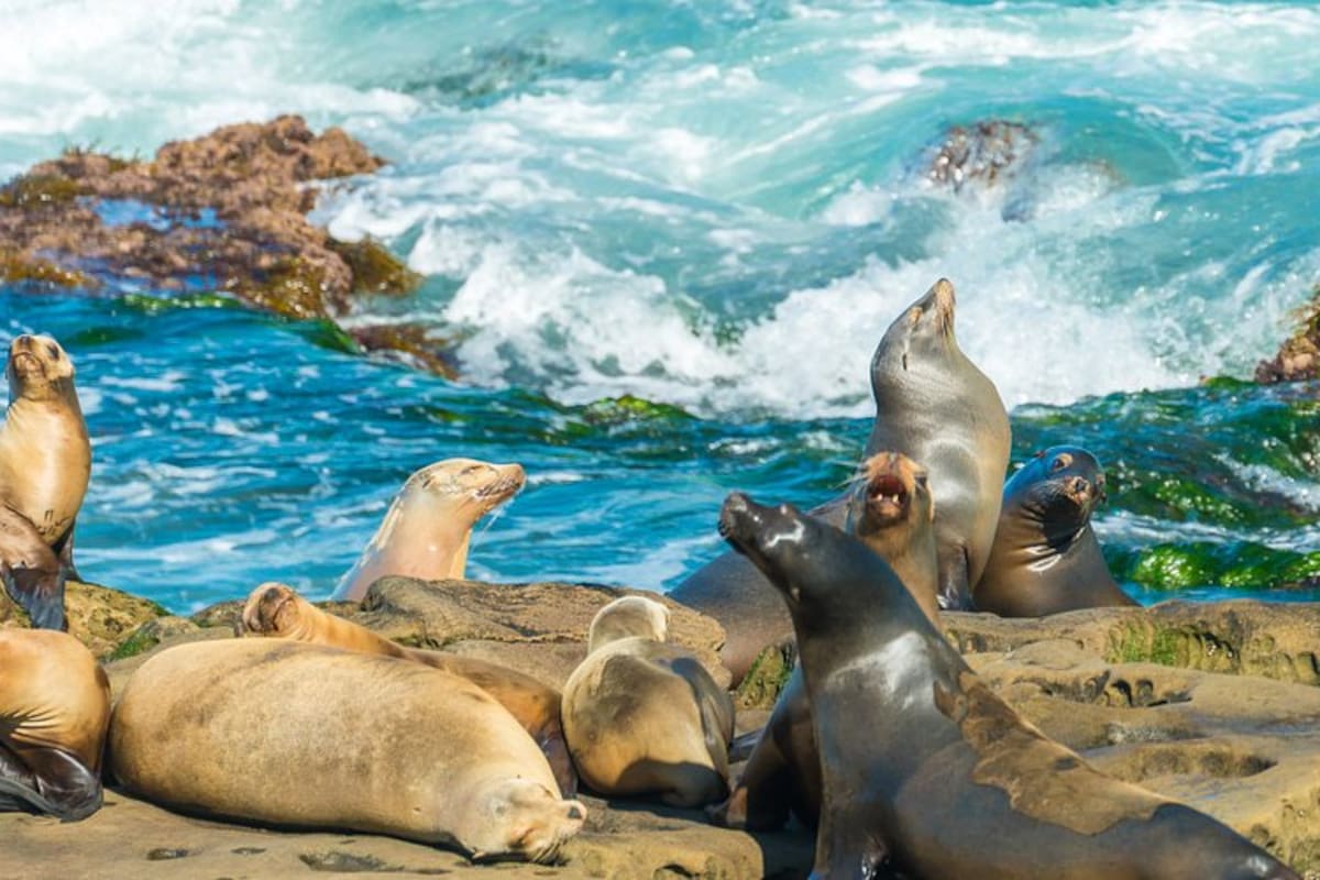 Disfruta de focas y leones marinos gratis en California