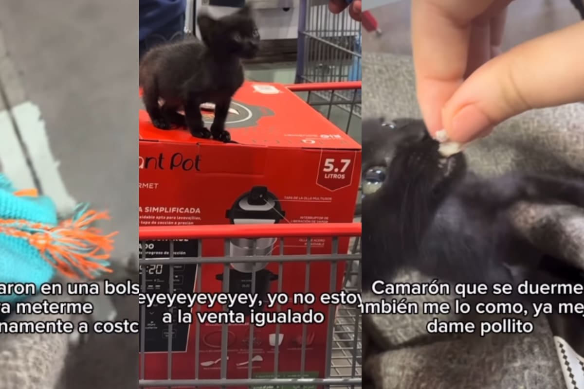 “Incluso en la caja la marcaron como si fuera un producto” Cachorrita de gato se vuelve viral tras visitar un Costco y terminar convirtiéndose en la sensación de la tienda y las redes sociales