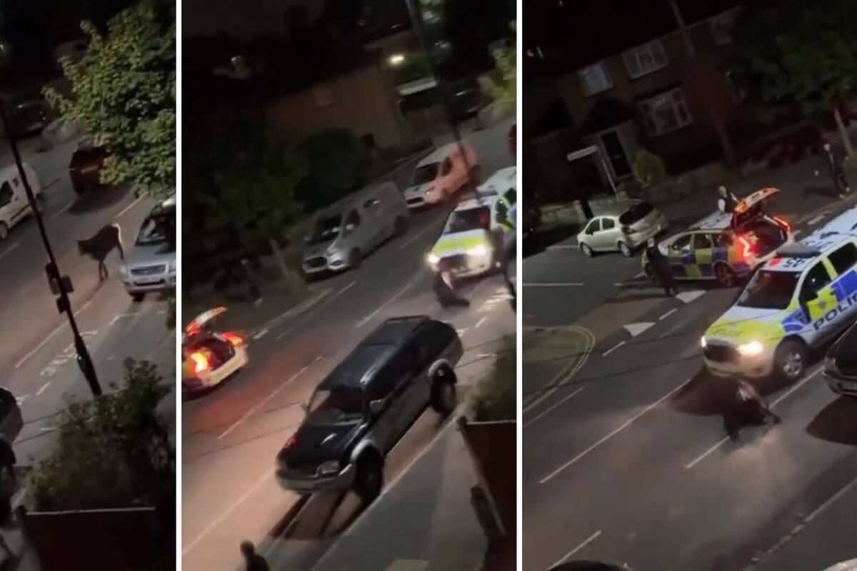 Video: Policía de Surrey enfrenta críticas tras embestir a becerro que corría libre por la calle