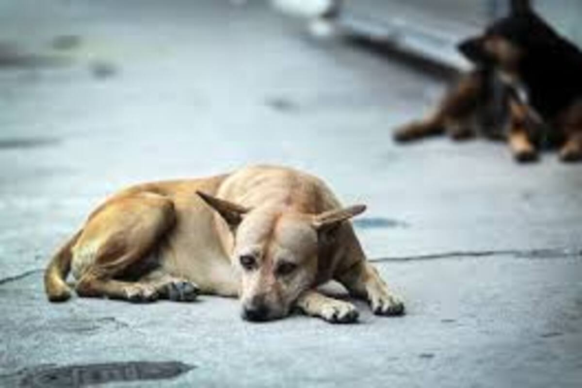 Asesinan a batazos a perrito callejero en Nogales