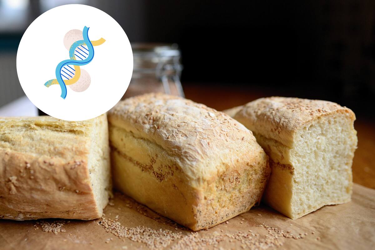 ¿Por qué nos atraen tanto los carbohidratos? La clave podría estar en nuestro ADN