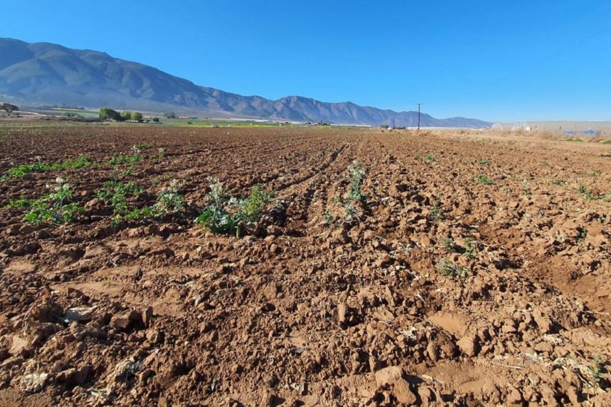 Agricultores de Maneadero enfrentan retos para producir y exportar