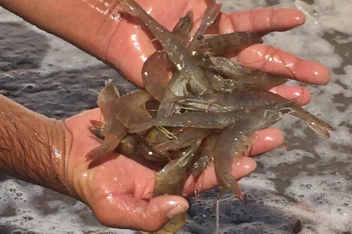 Cierran con éxito ciclo de camarón de granja