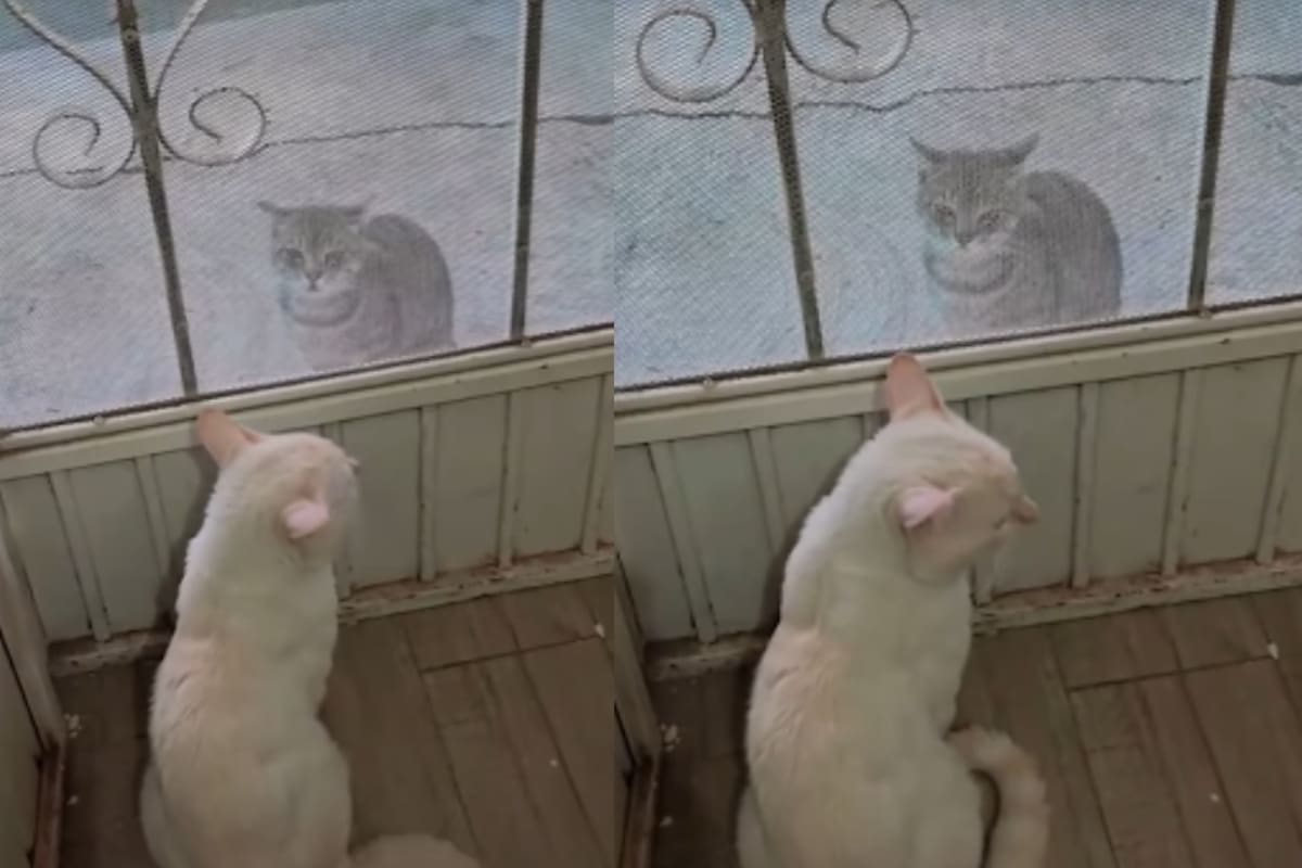 “Parece que vino a pedir permiso”: gatito se vuelve viral al intentar ‘rescatar’ a su amigo castigado para salir a jugar